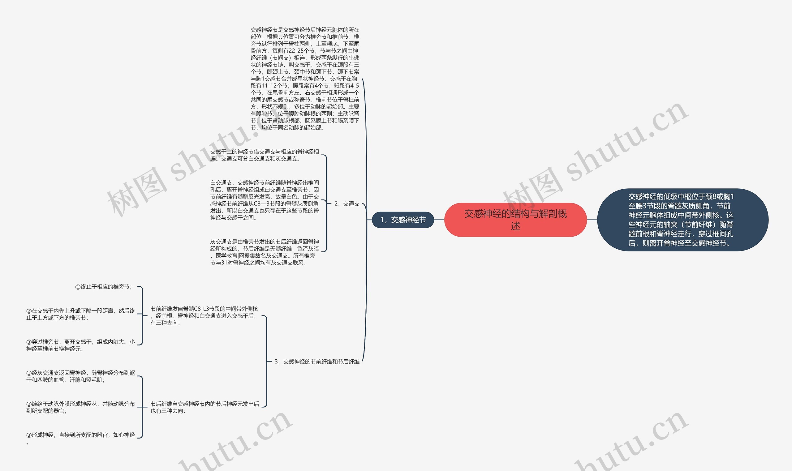 交感神经的结构与解剖概述 交感神经的结构与解剖概述