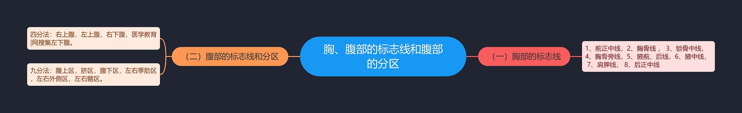 胸、腹部的标志线和腹部的分区 胸、腹部的标志线和腹部的分区