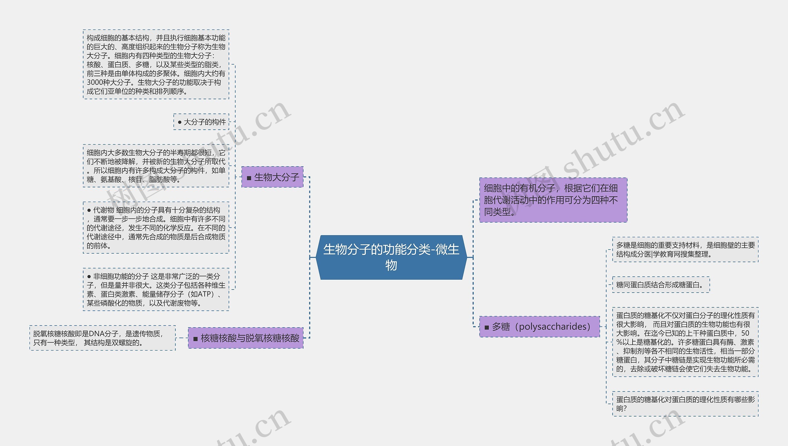 生物分子的功能分类-微生物思维导图