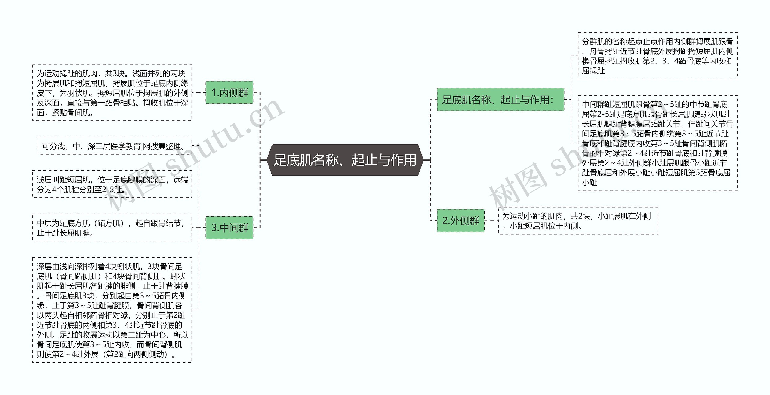 足底肌名称、起止与作用