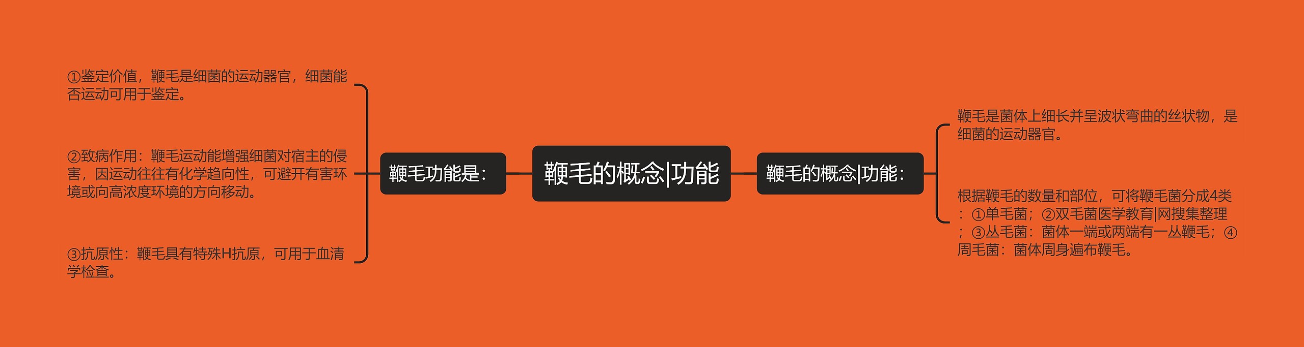 鞭毛的概念|功能 鞭毛的概念|功能