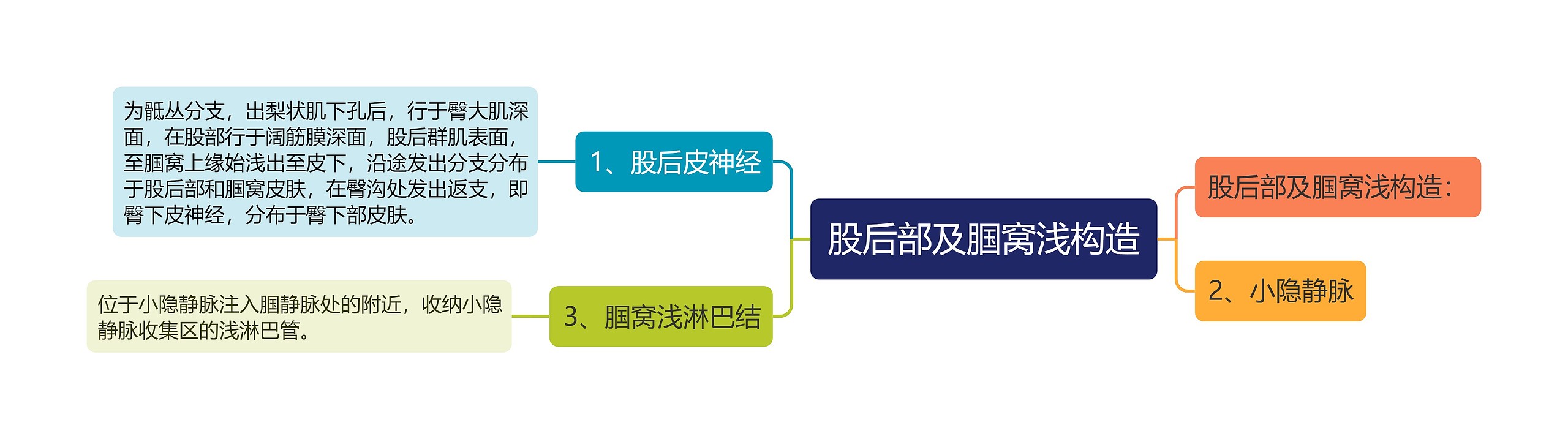 股后部及腘窝浅构造