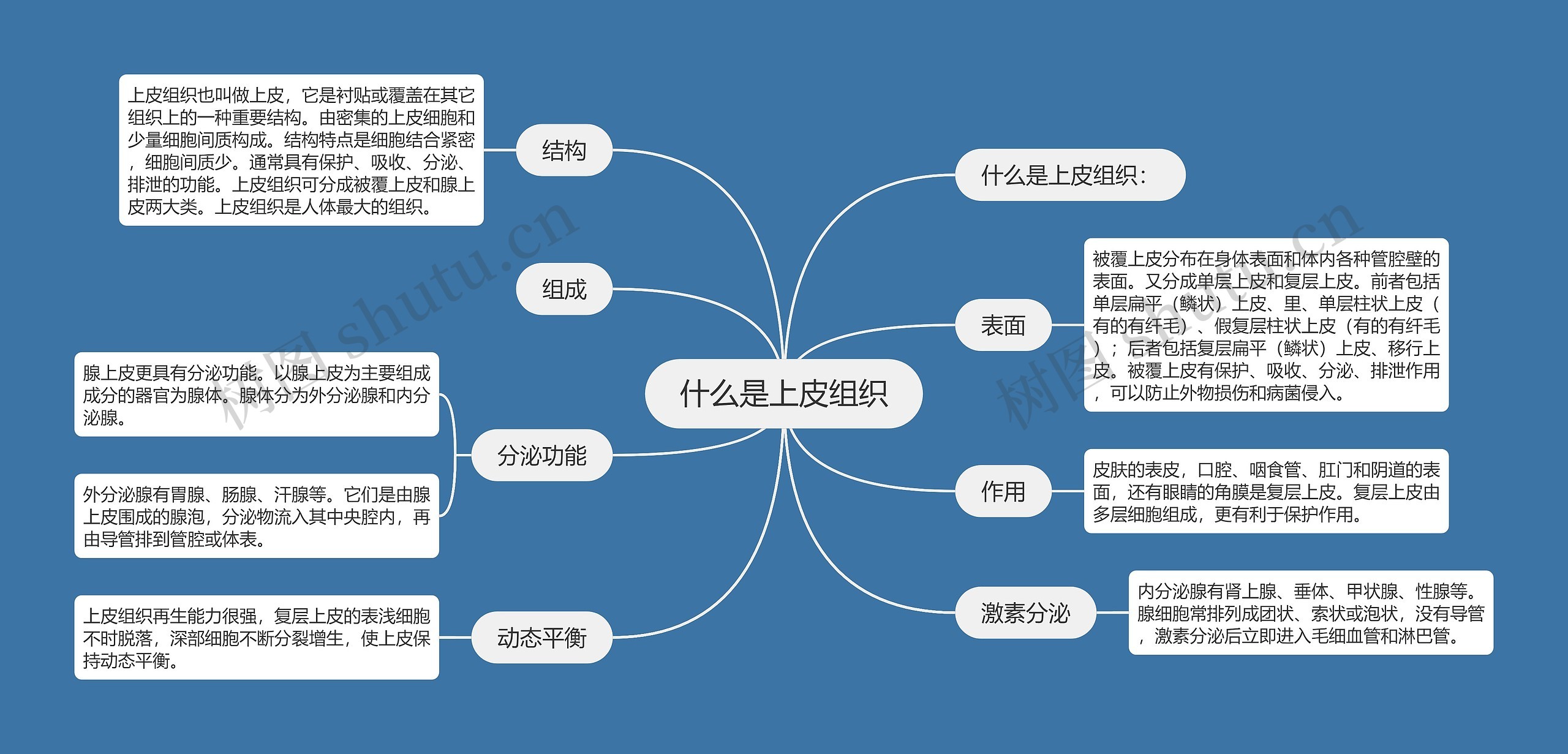 什么是上皮组织思维导图