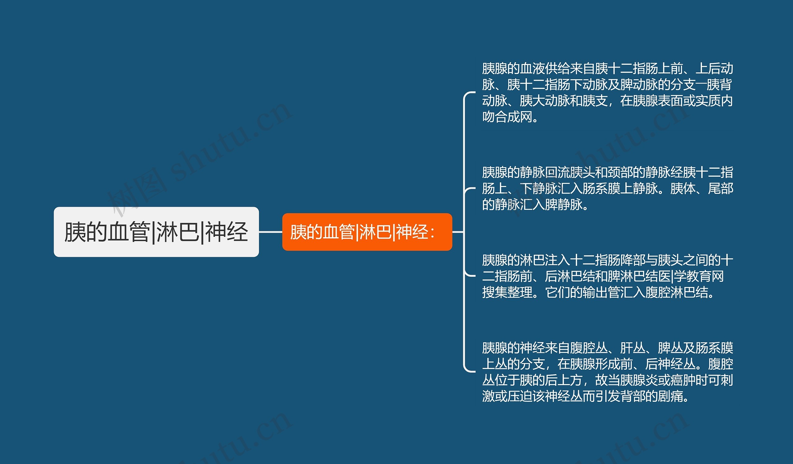 胰的血管|淋巴|神经 胰的血管|淋巴|神经