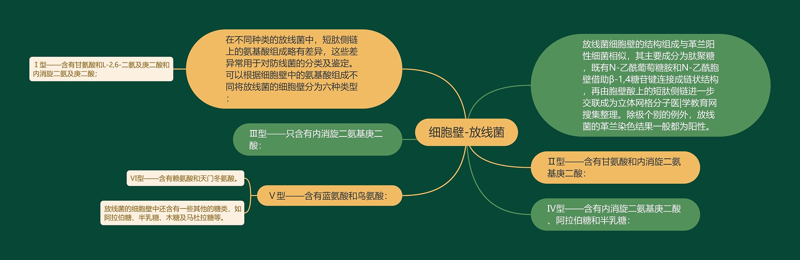 细胞壁-放线菌思维导图高清图 细胞壁-放线菌思维导图