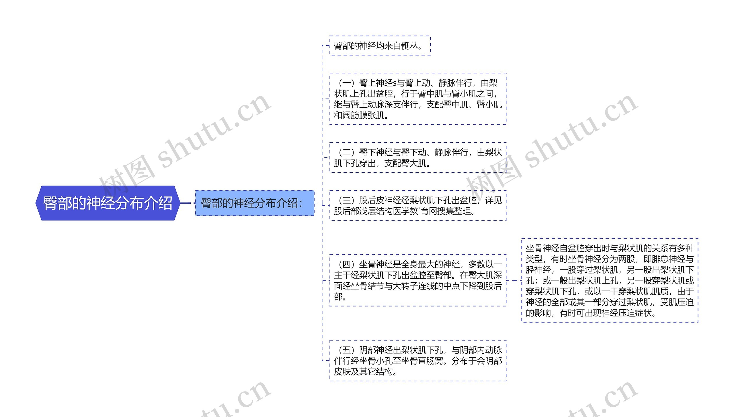 臀部的神经分布介绍思维导图