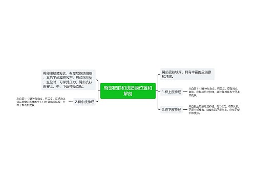 臀部皮肤和浅筋膜位置和解剖