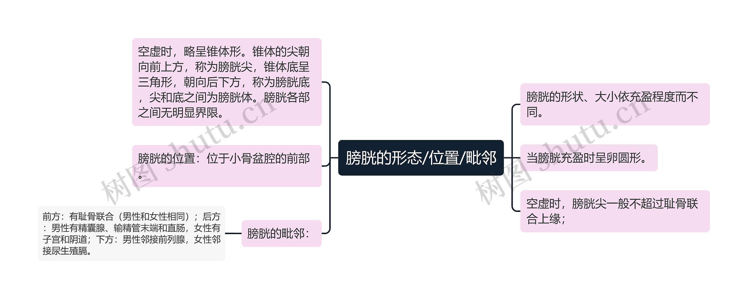 膀胱的形态/位置/毗邻思维导图