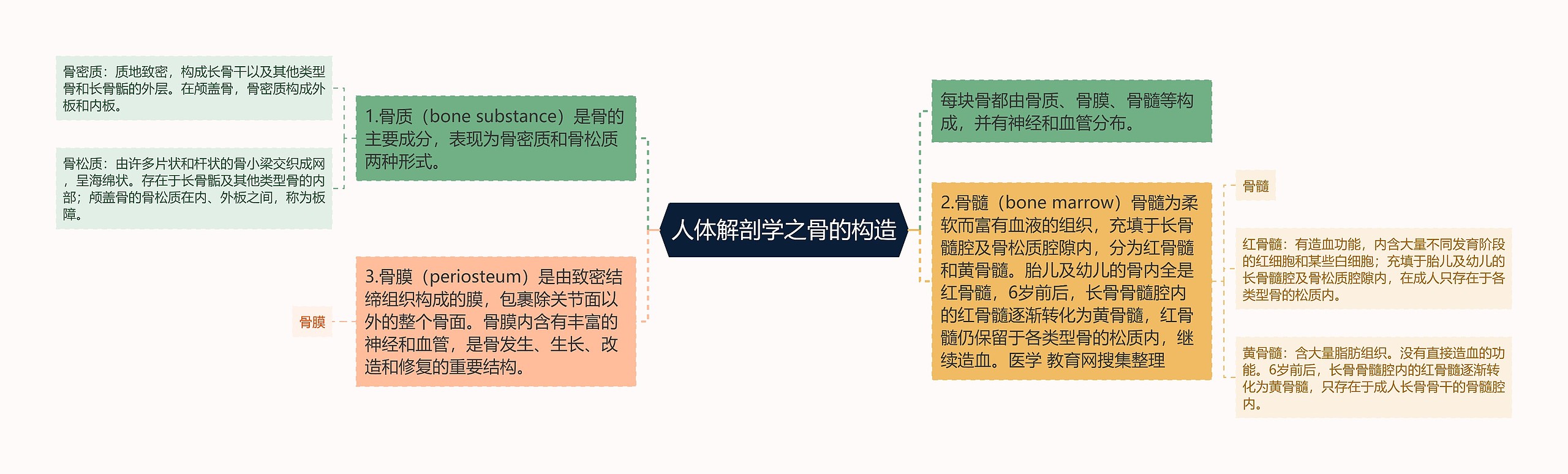 人体解剖学之骨的构造 人体解剖学之骨的构造
