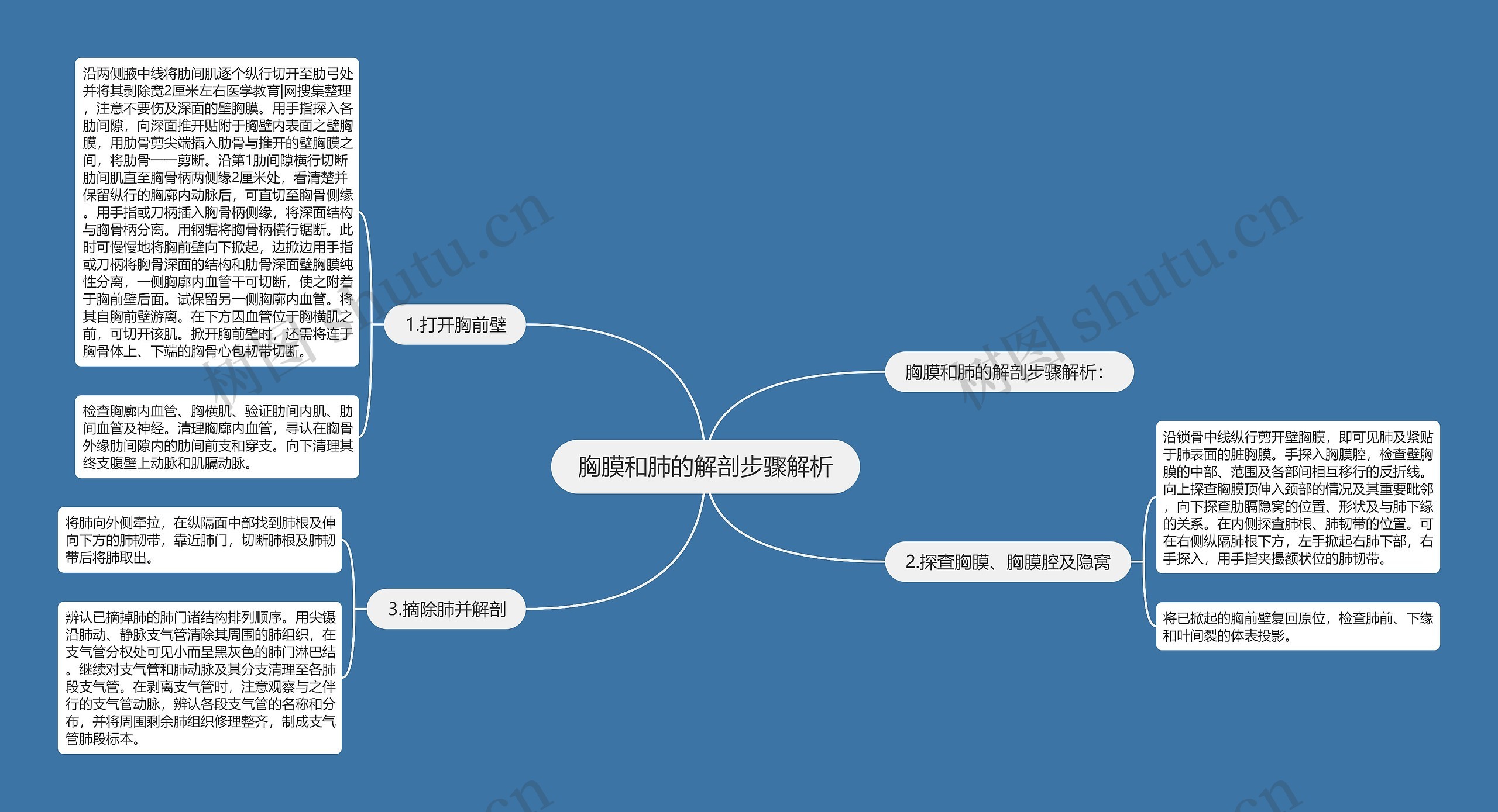 胸膜和肺的解剖步骤解析思维导图