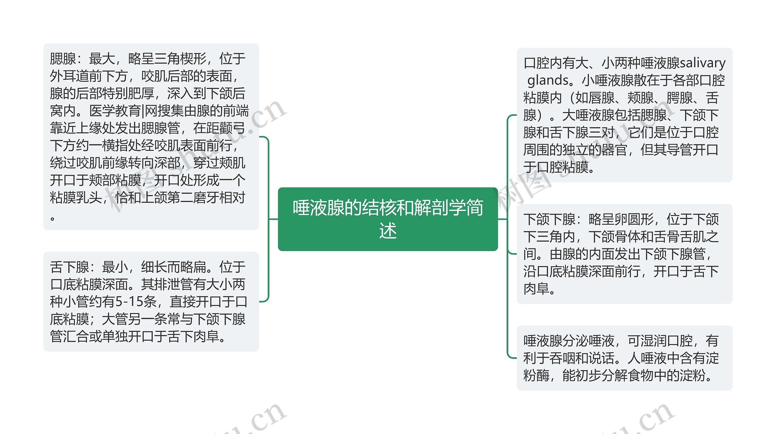 唾液腺的结核和解剖学简述思维导图