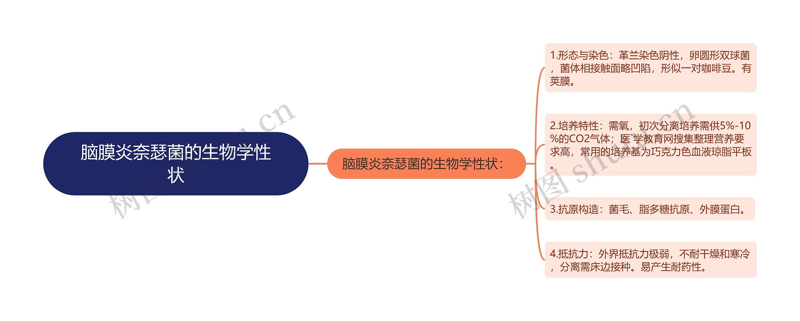 脑膜炎奈瑟菌的生物学性状