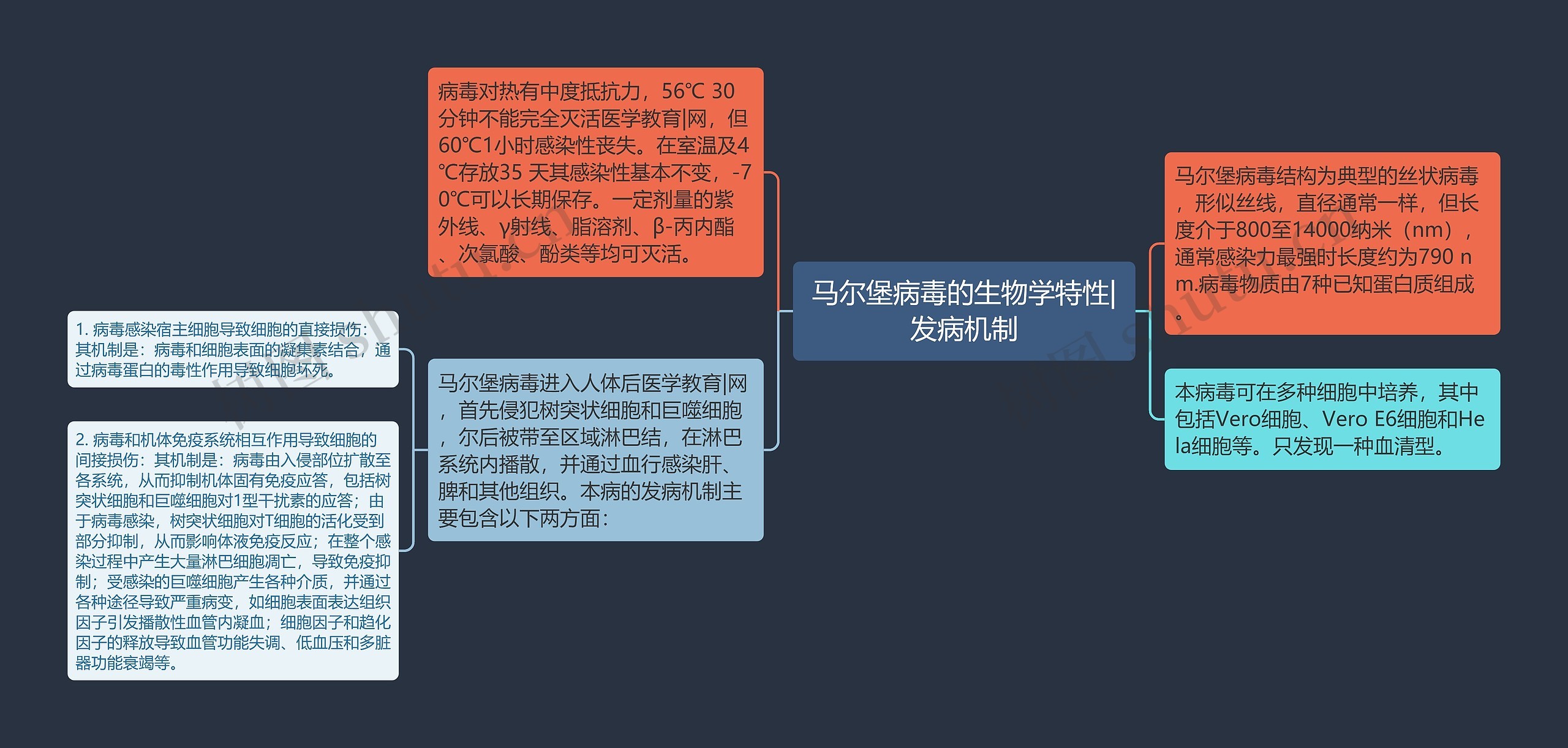 马尔堡病毒的生物学特性|发病机制