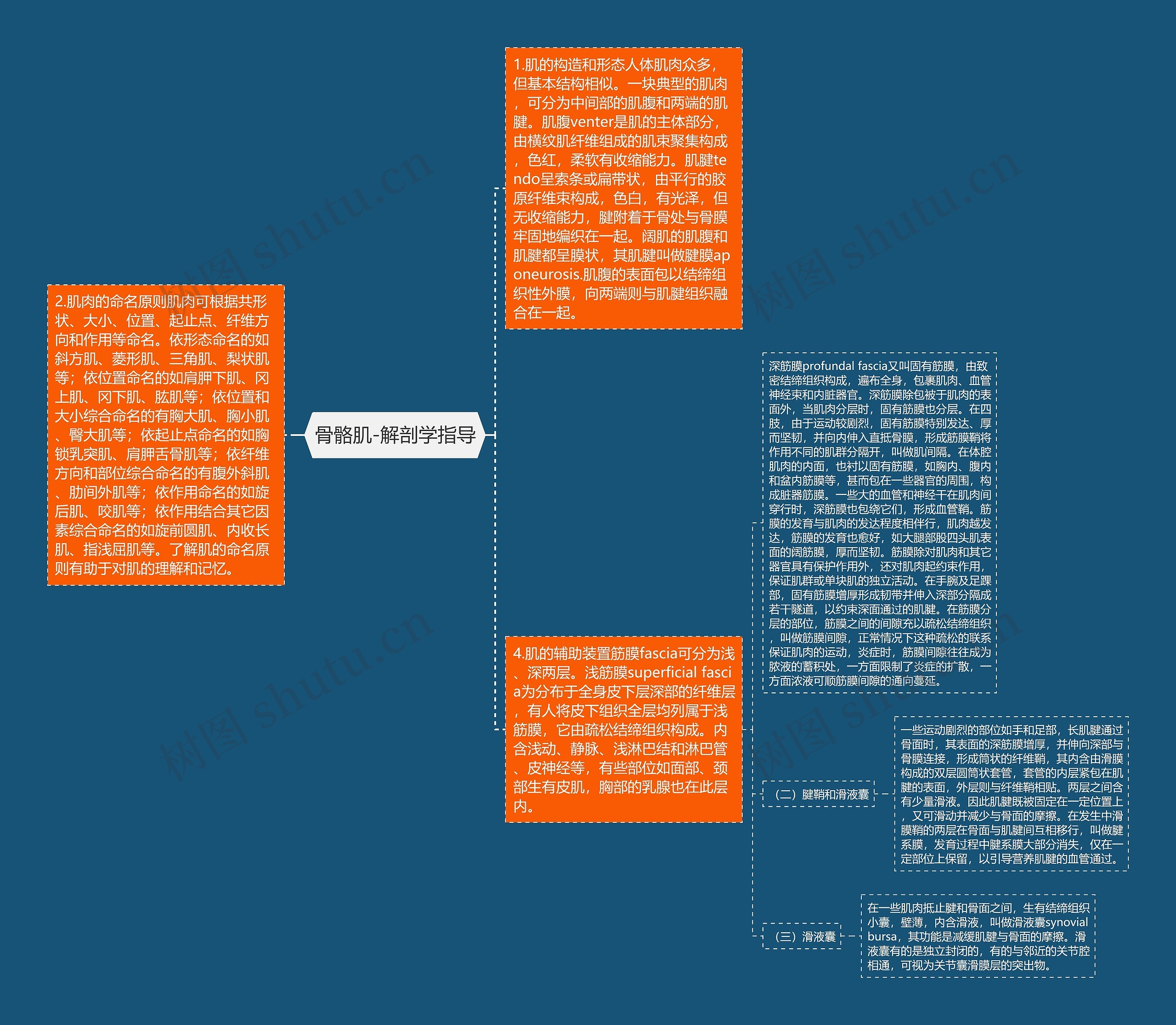 骨骼肌-解剖学指导思维导图
