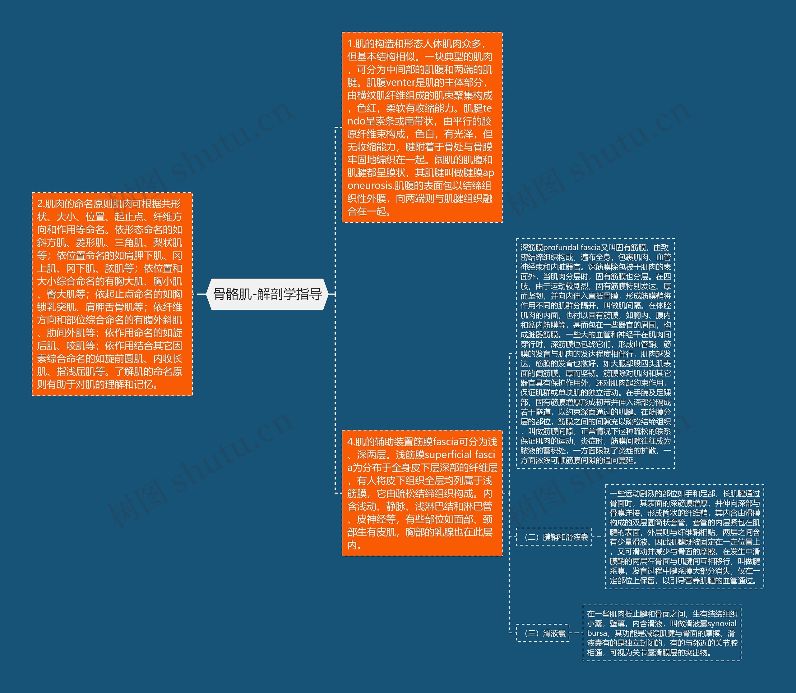 骨骼肌-解剖学指导 骨骼肌-解剖学指导