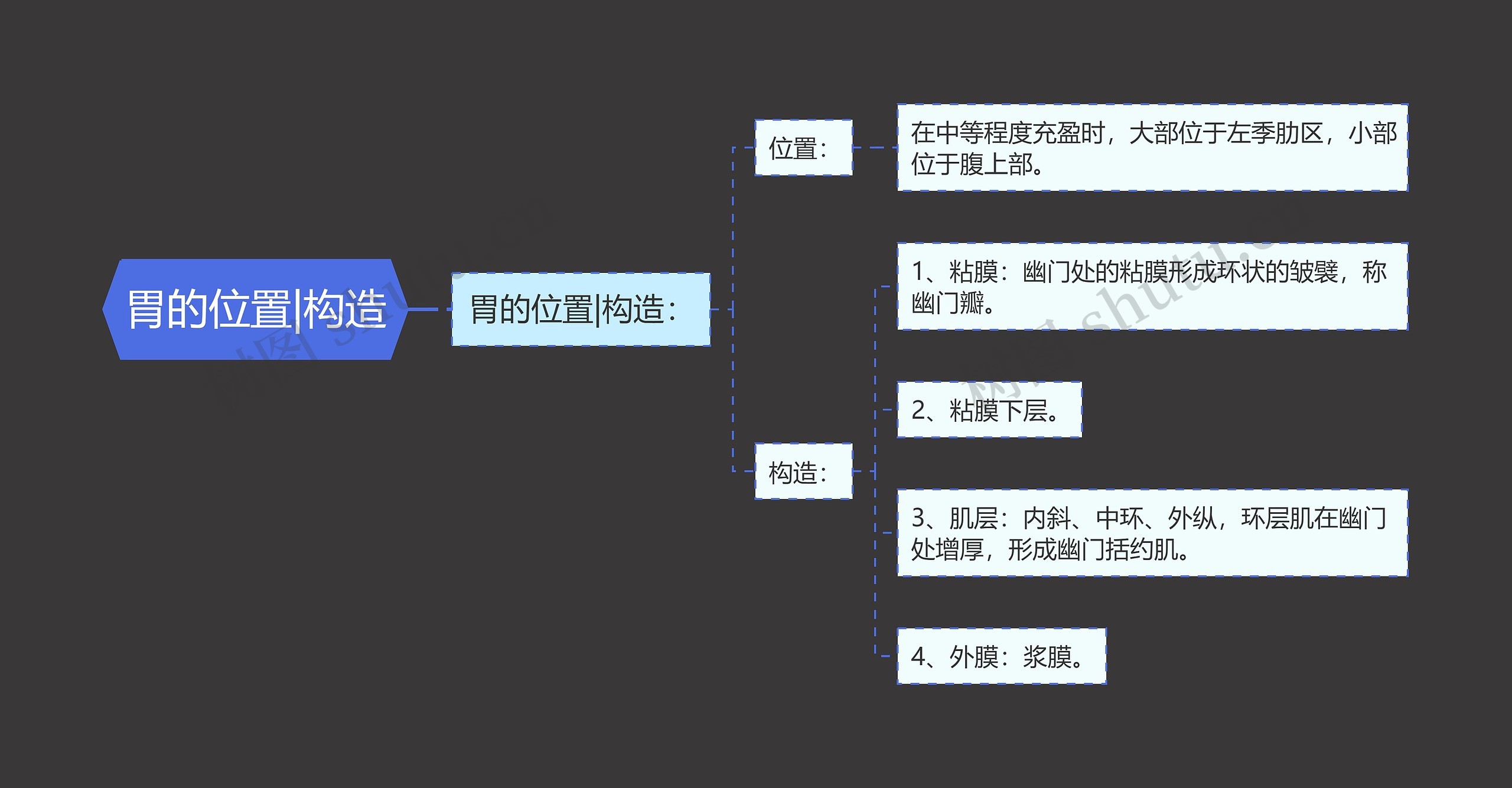 胃的位置|构造思维导图