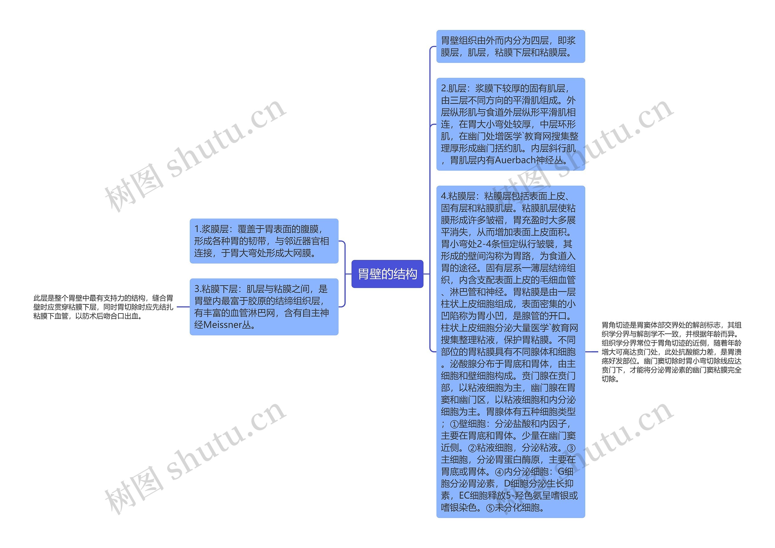 胃壁的结构思维导图