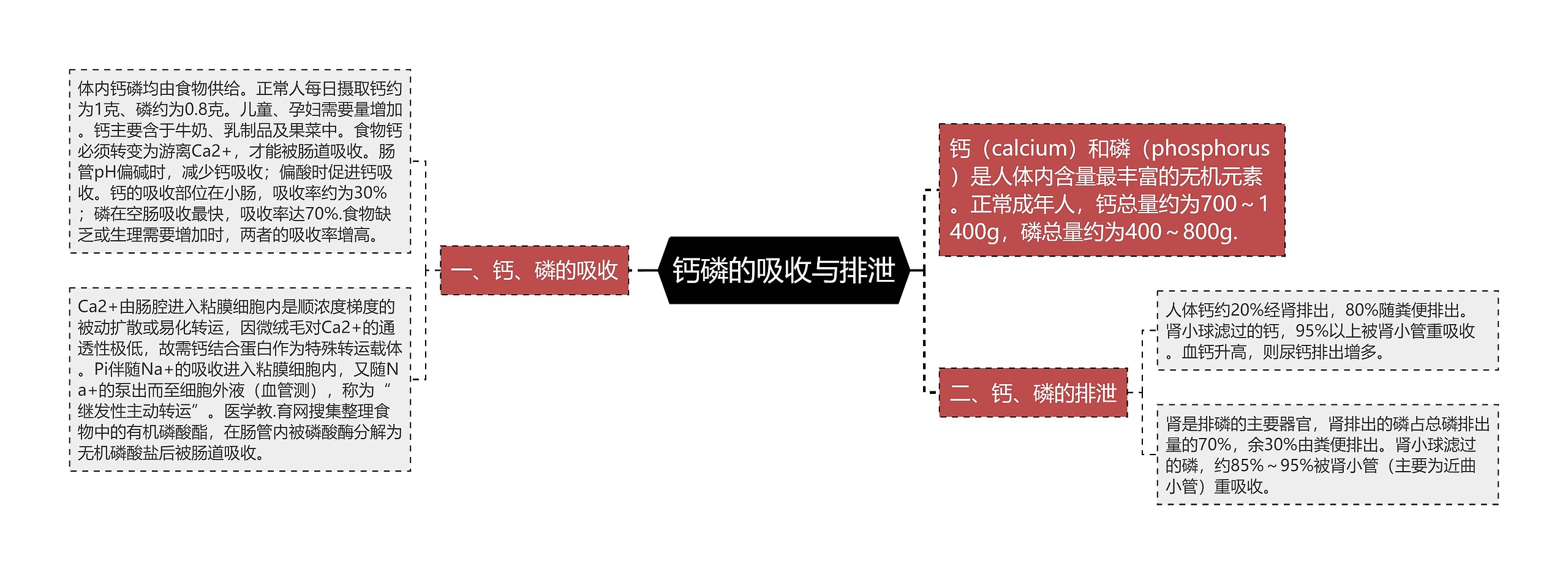 钙磷的吸收与排泄思维导图