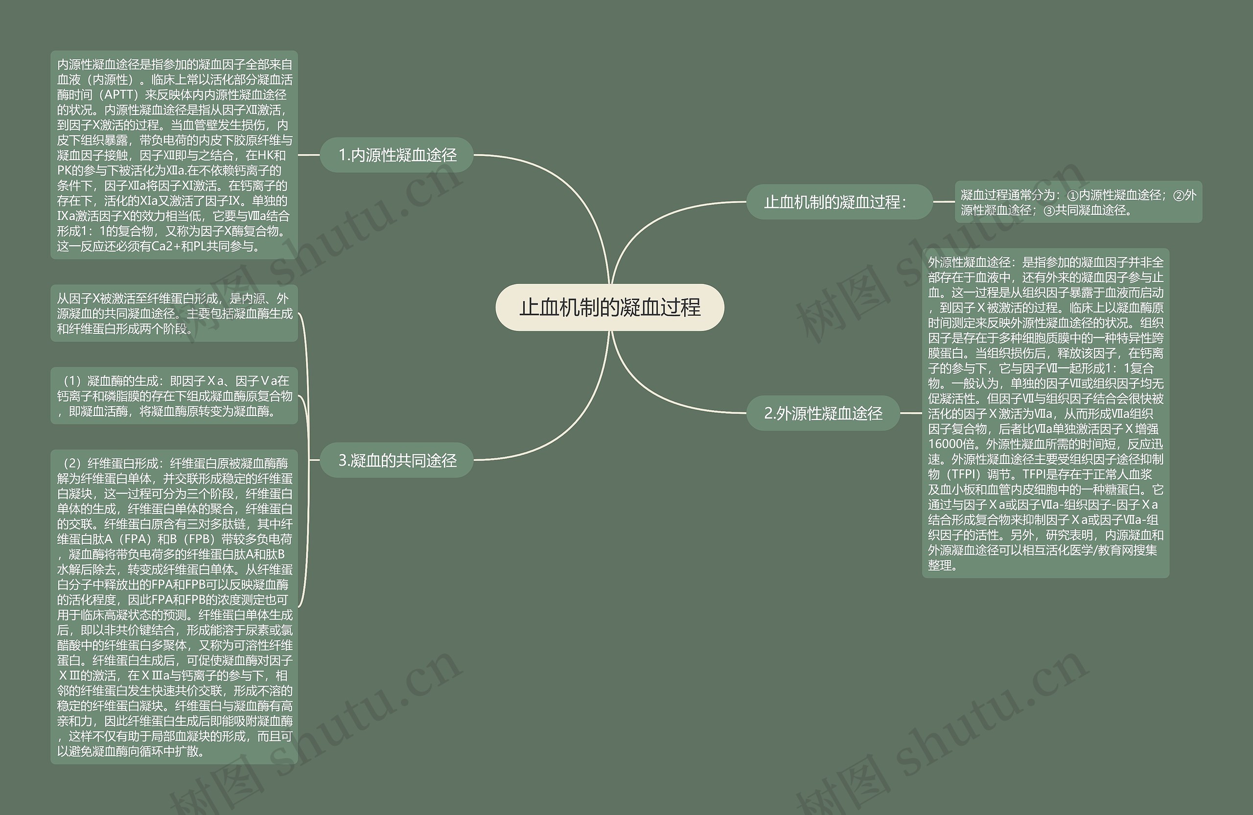 止血机制的凝血过程思维导图