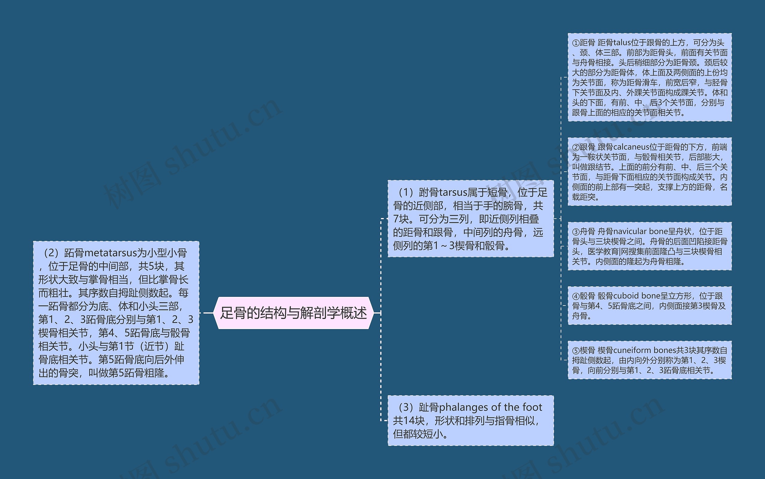 足骨的结构与解剖学概述思维导图