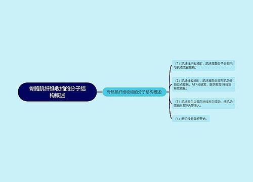 骨骼肌纤维收缩的分子结构概述