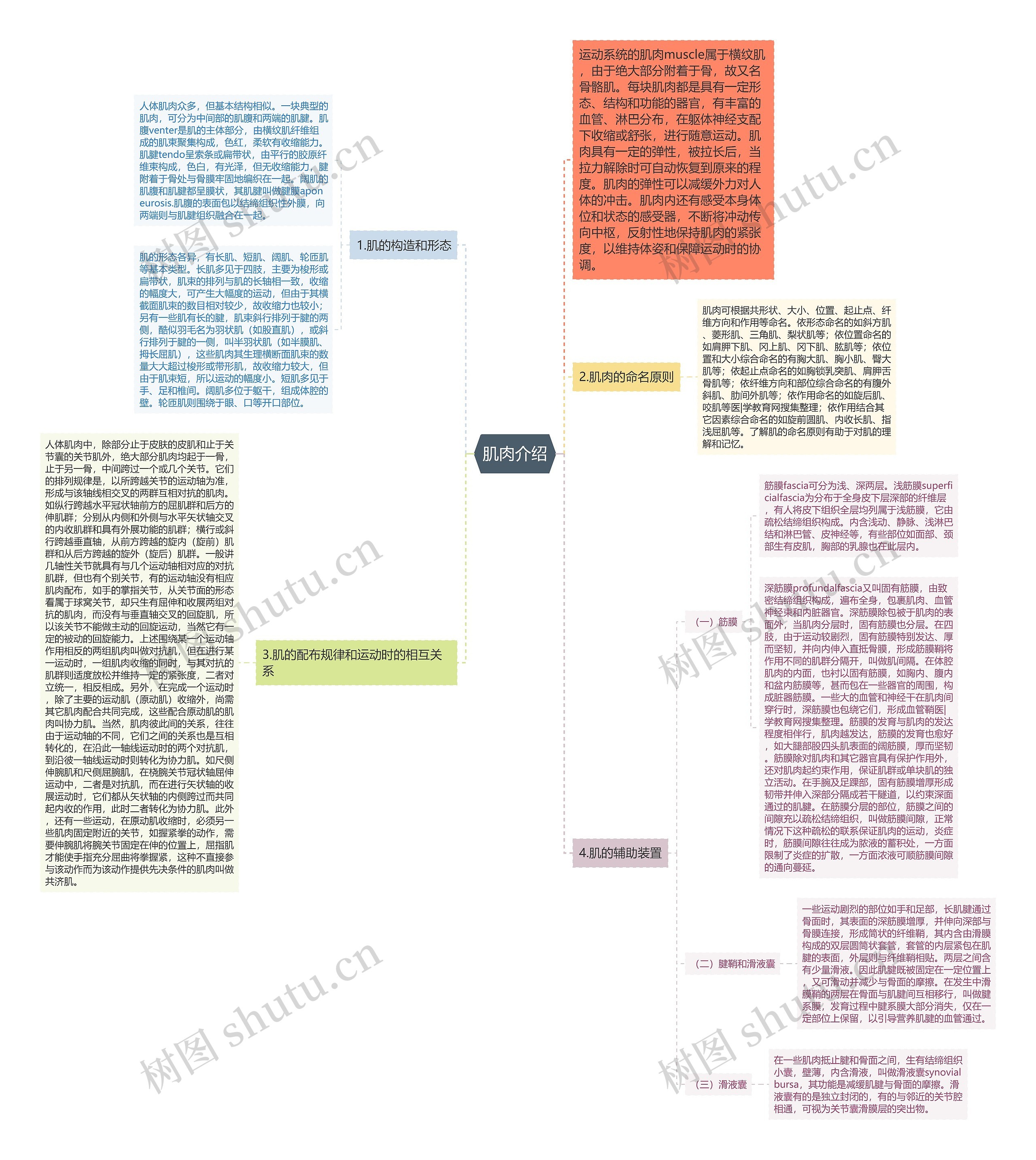 肌肉介绍 肌肉介绍