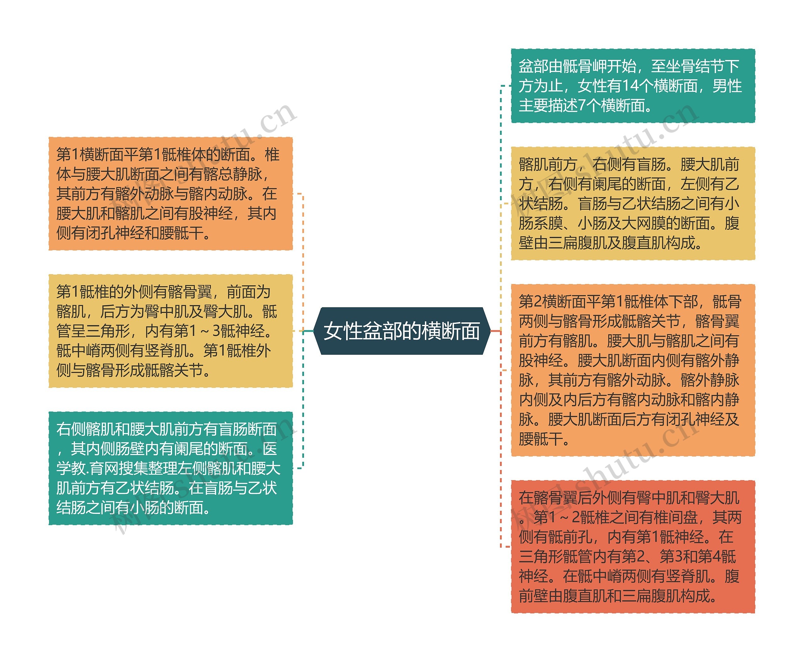 女性盆部的横断面思维导图