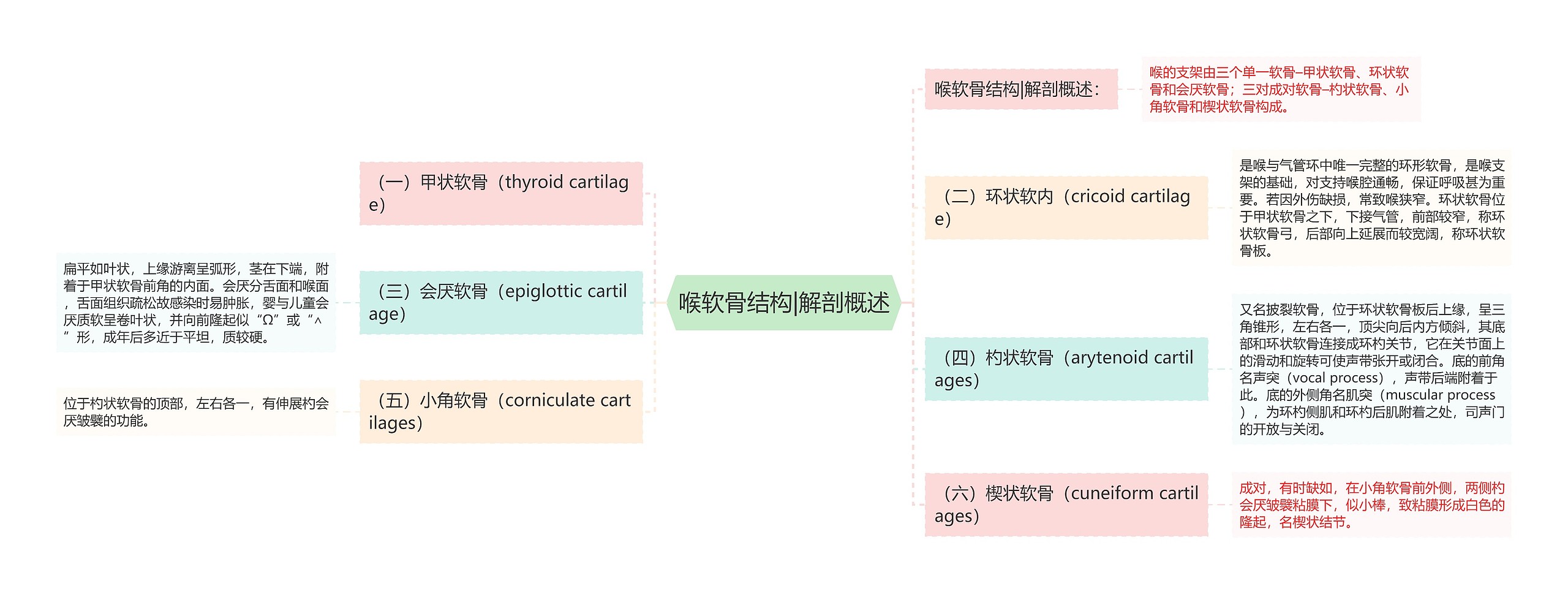 喉软骨结构|解剖概述思维导图