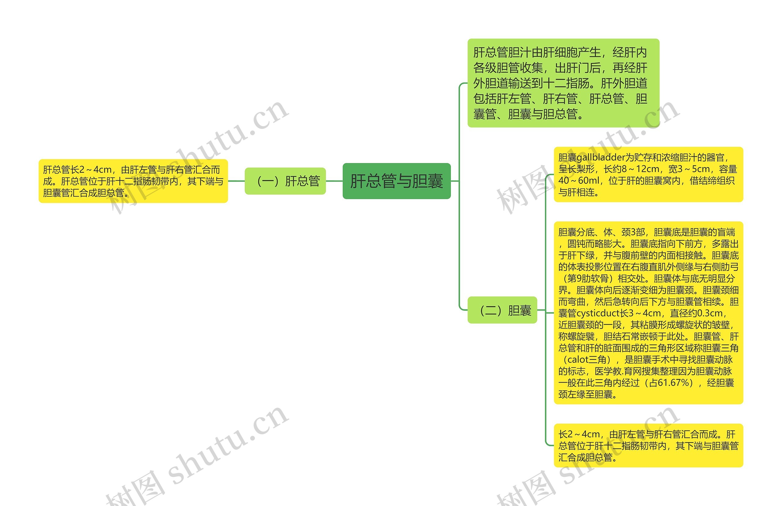肝总管与胆囊 肝总管与胆囊