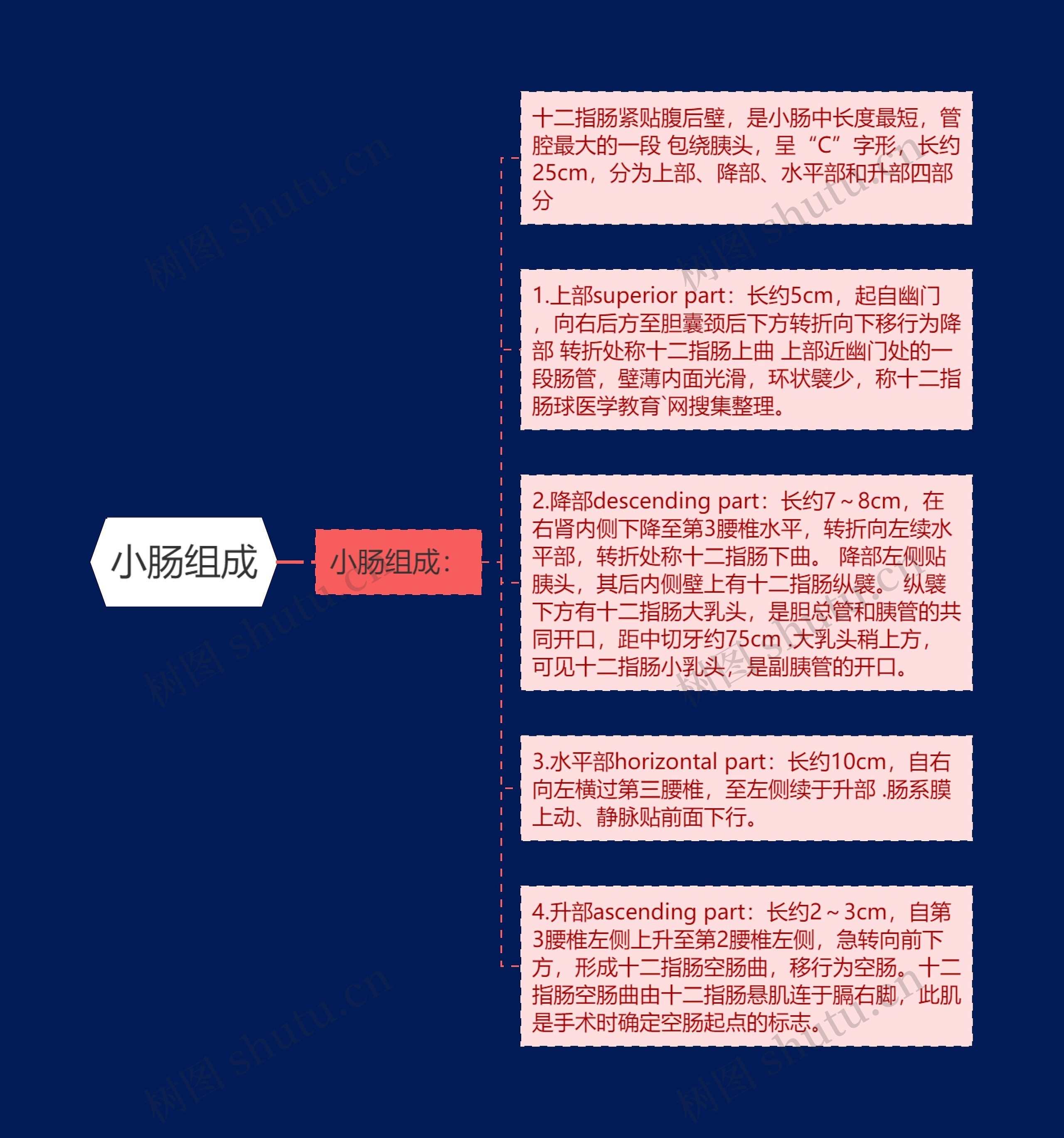 小肠组成 小肠组成