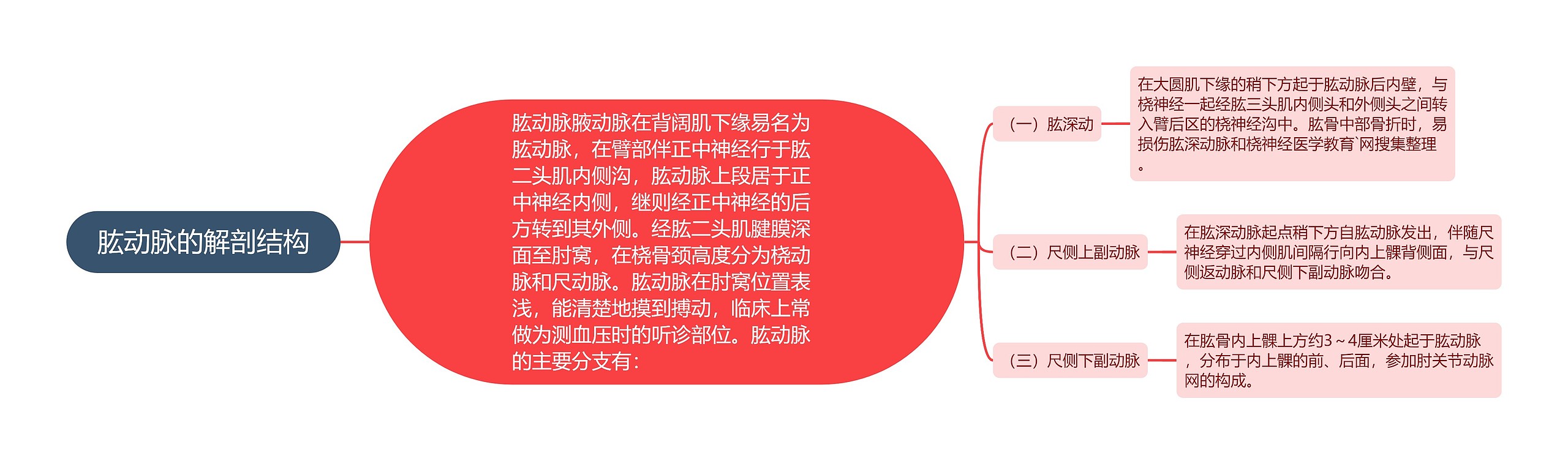 肱动脉的解剖结构 肱动脉的解剖结构