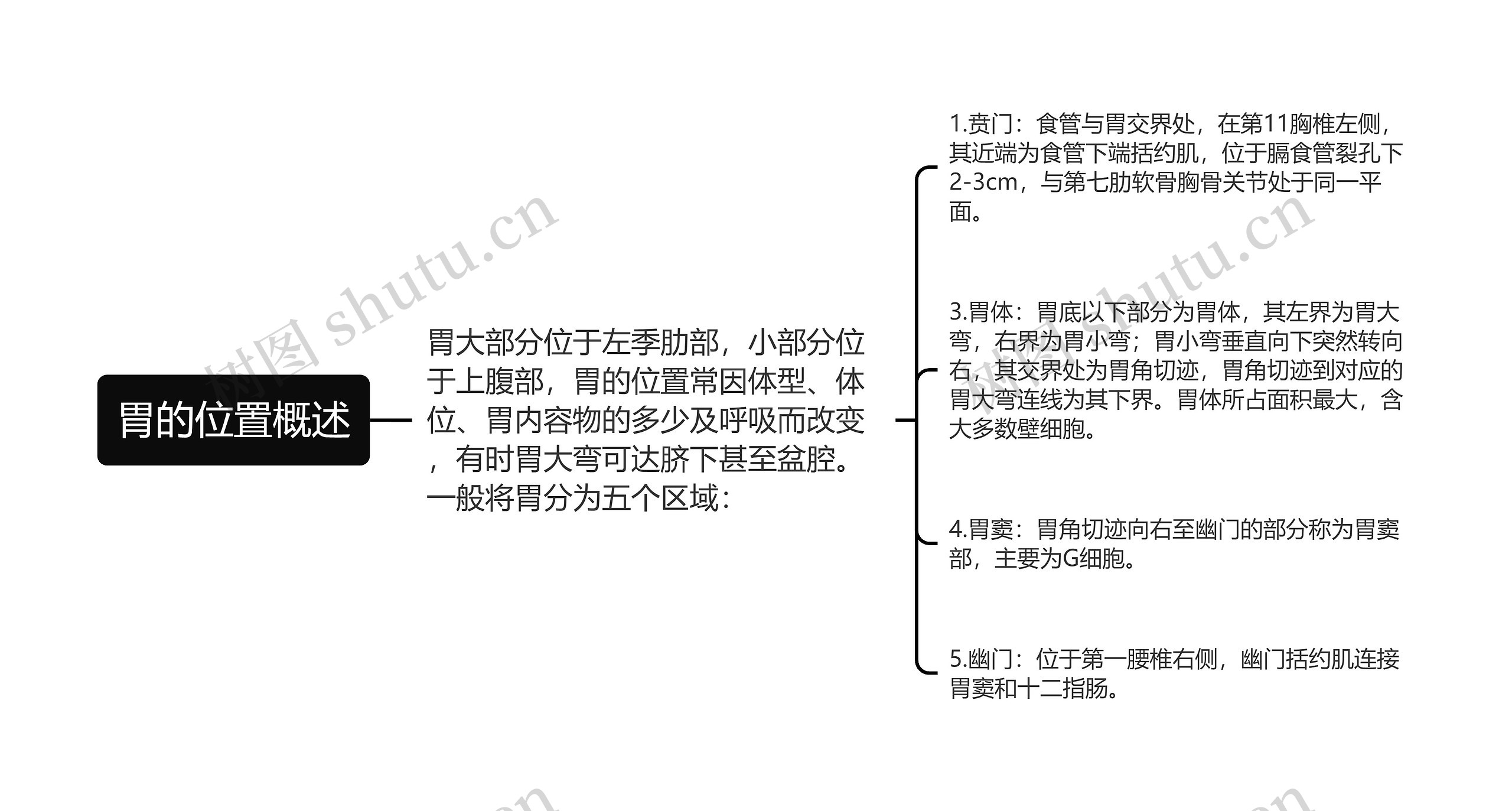 胃的位置概述