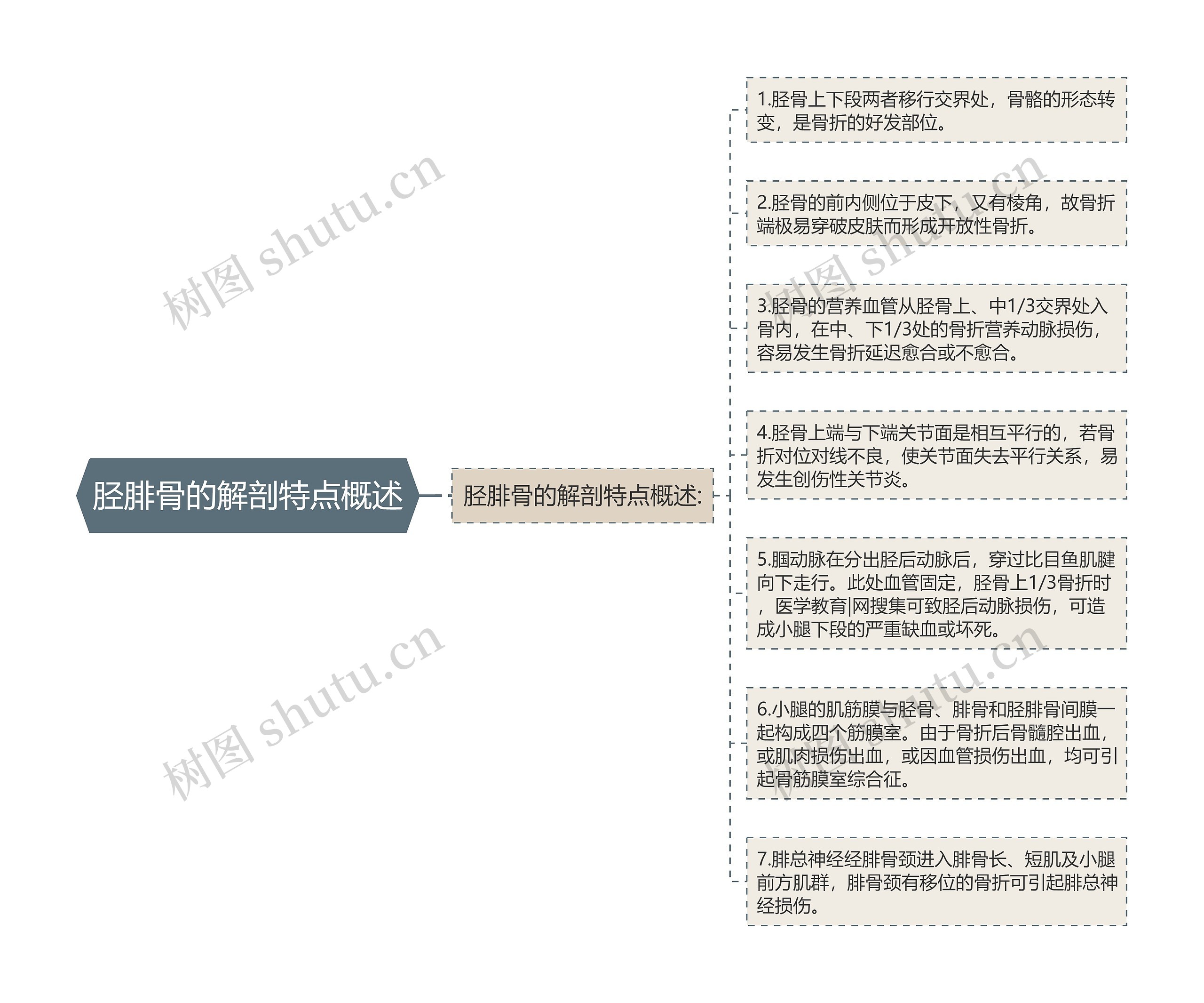 胫腓骨的解剖特点概述