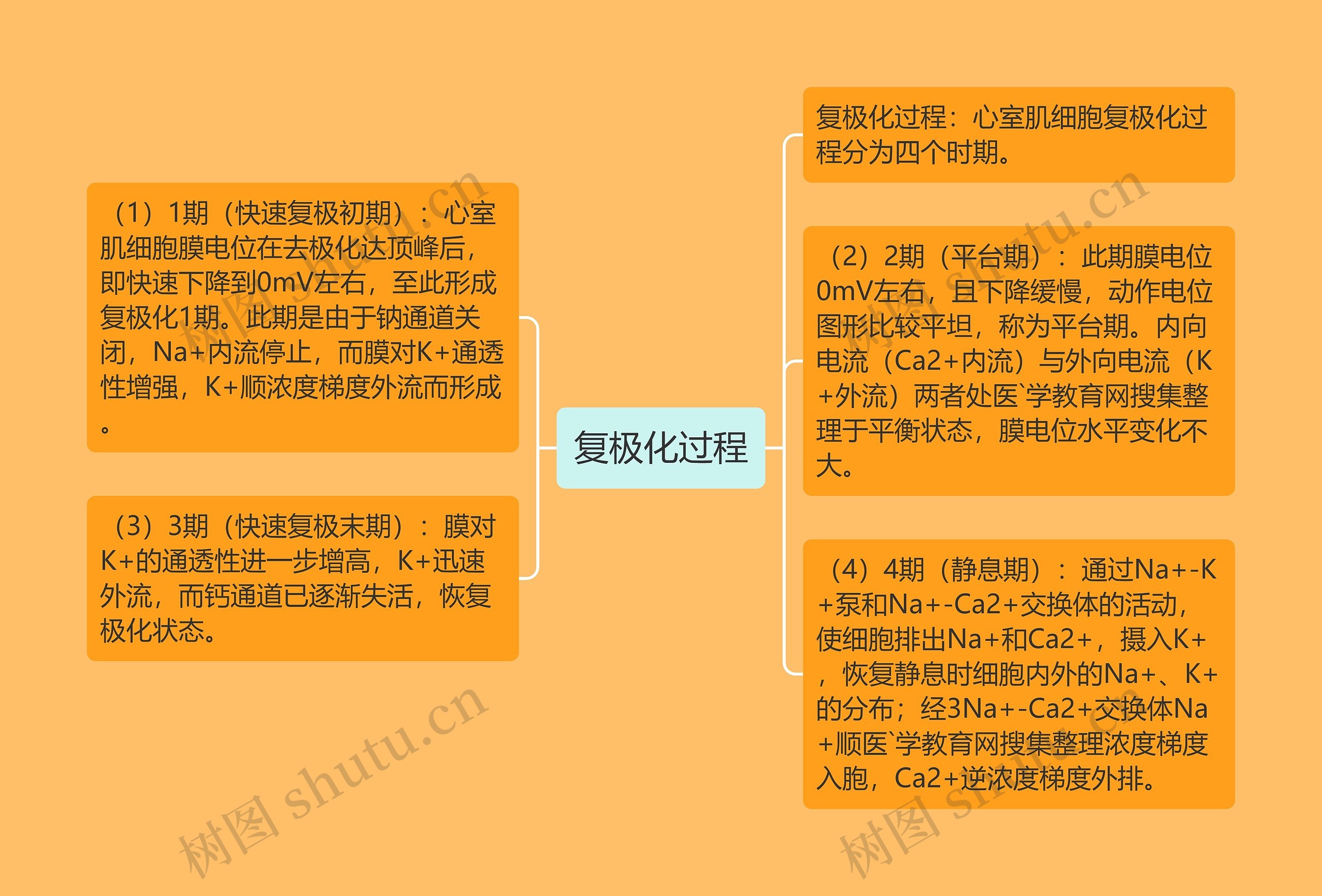 复极化过程思维导图