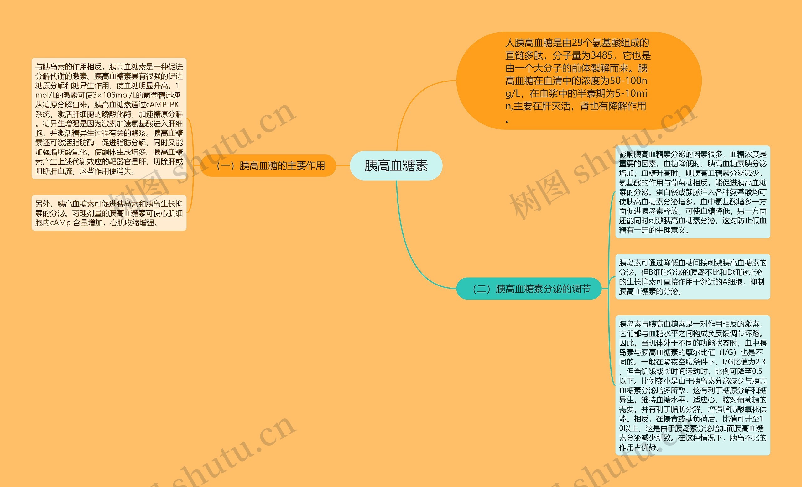 胰高血糖素思维导图