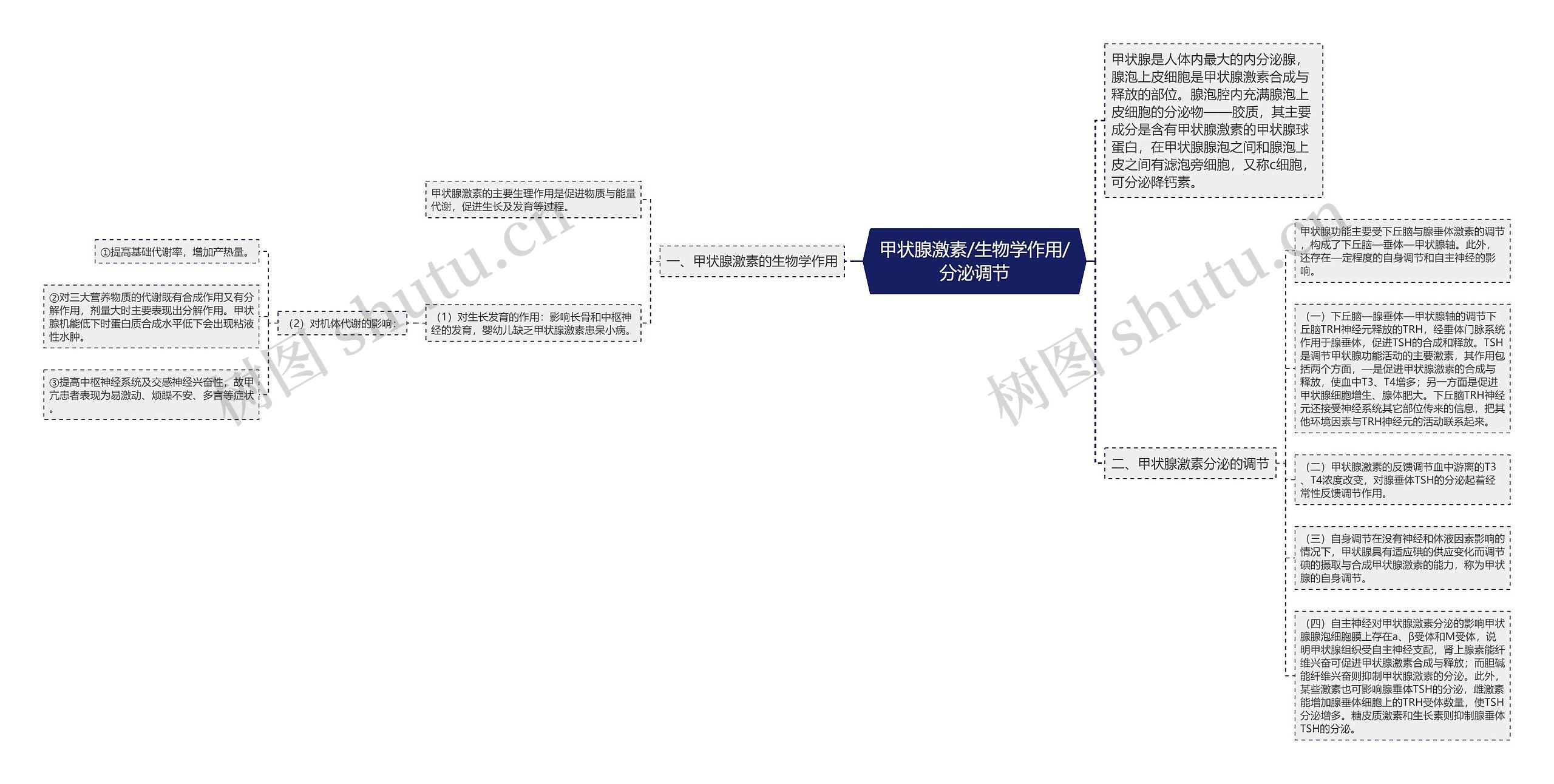 甲状腺激素/生物学作用/分泌调节思维导图