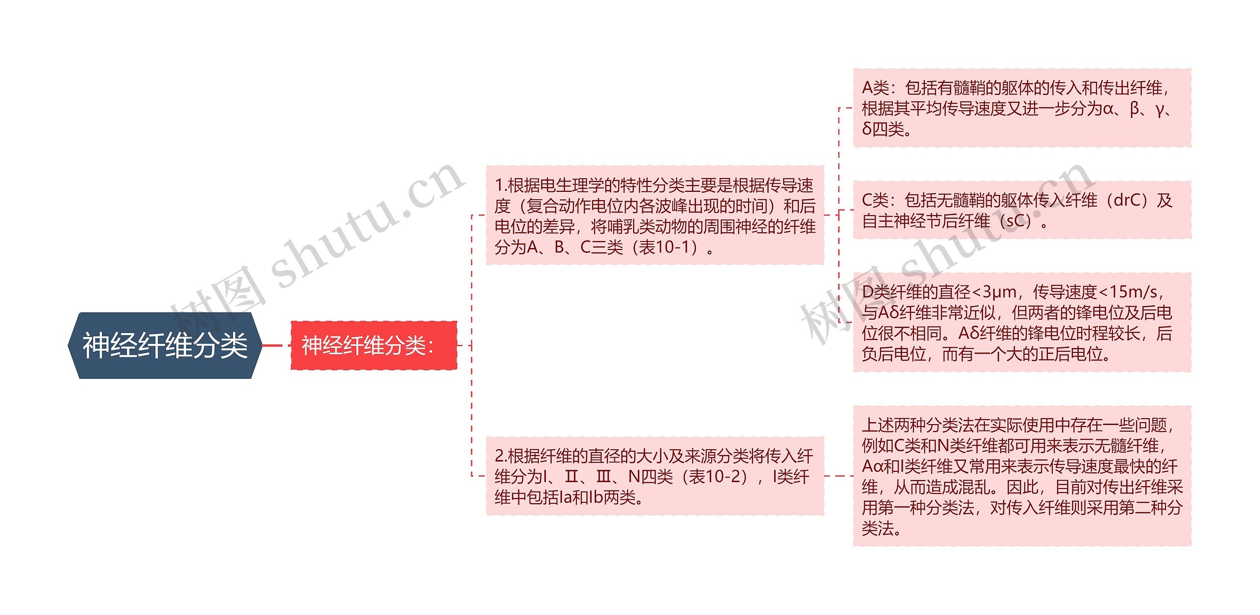 神经纤维分类