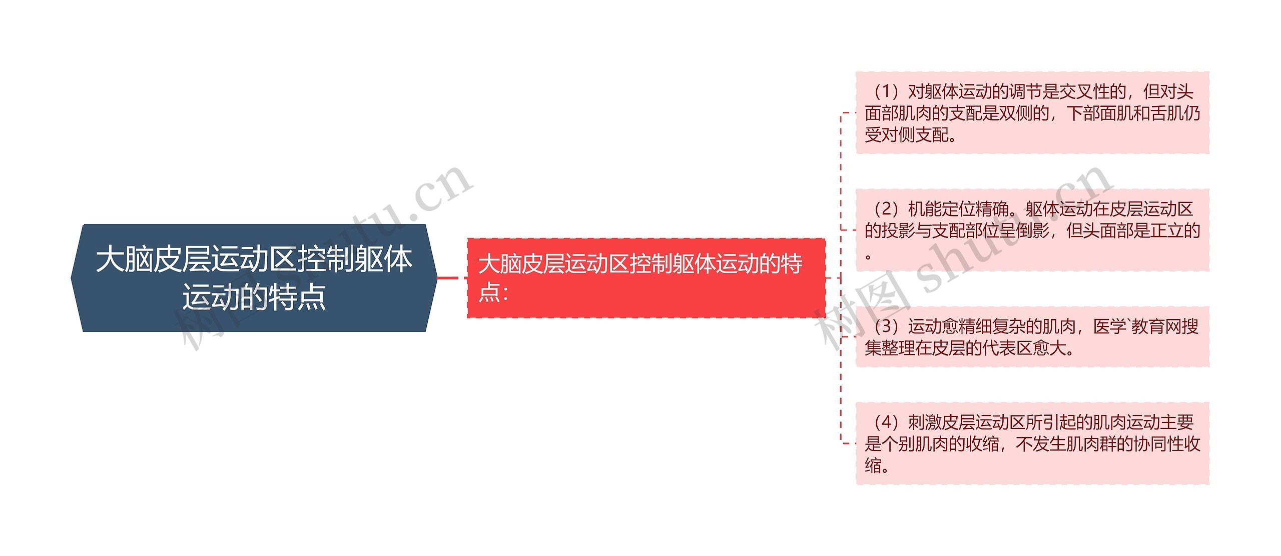 大脑皮层运动区控制躯体运动的特点