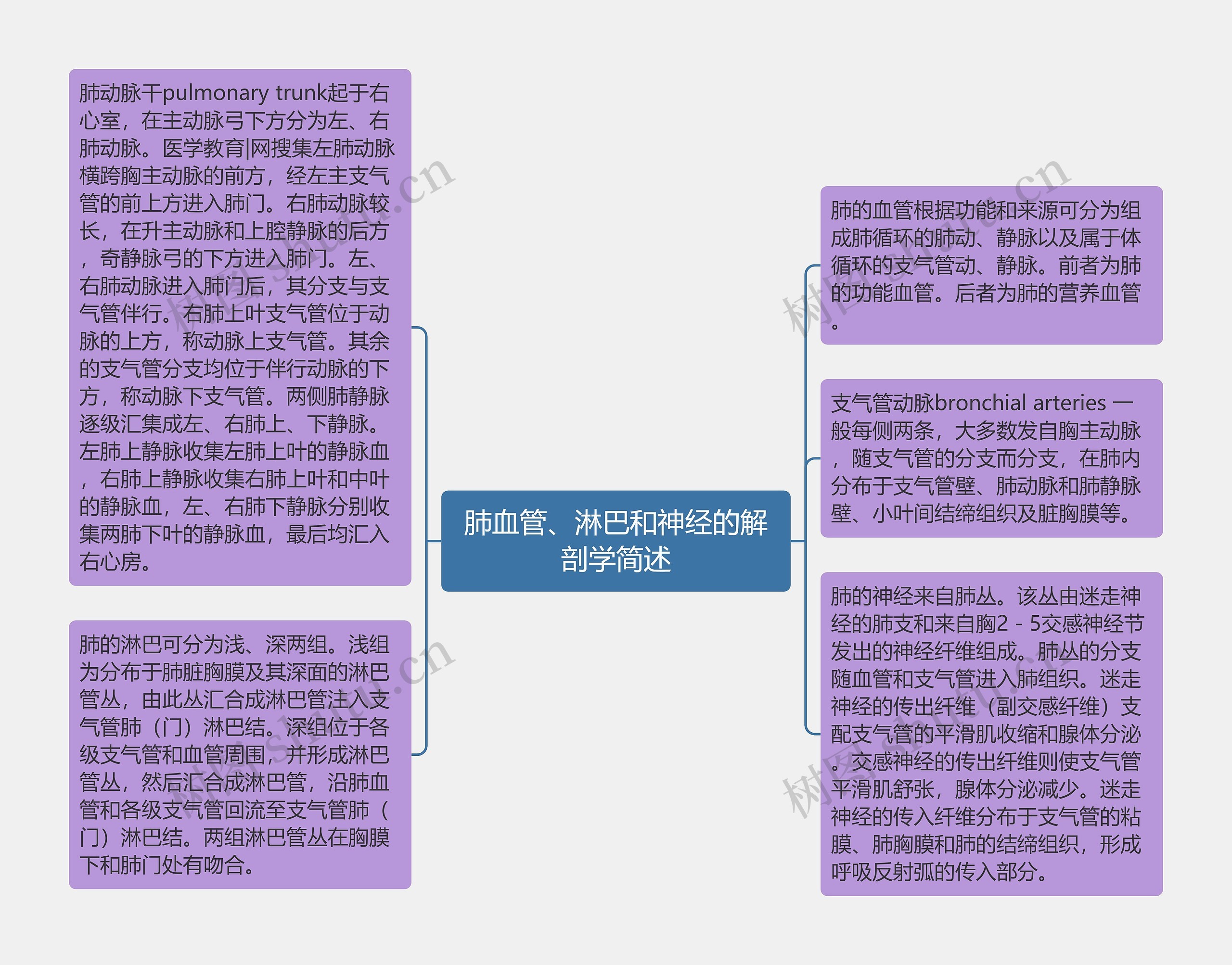 肺血管、淋巴和神经的解剖学简述