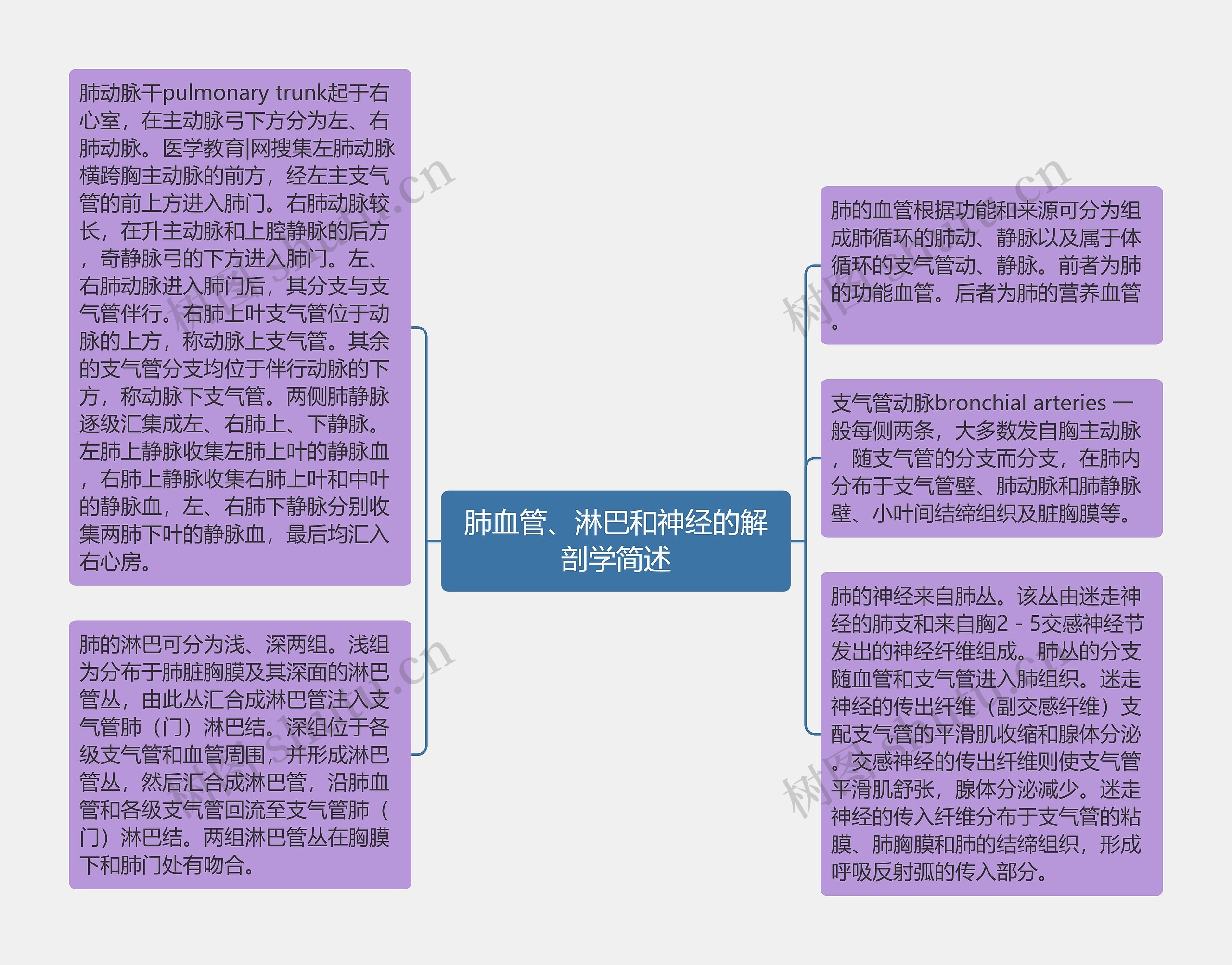 肺血管、淋巴和神经的解剖学简述思维导图