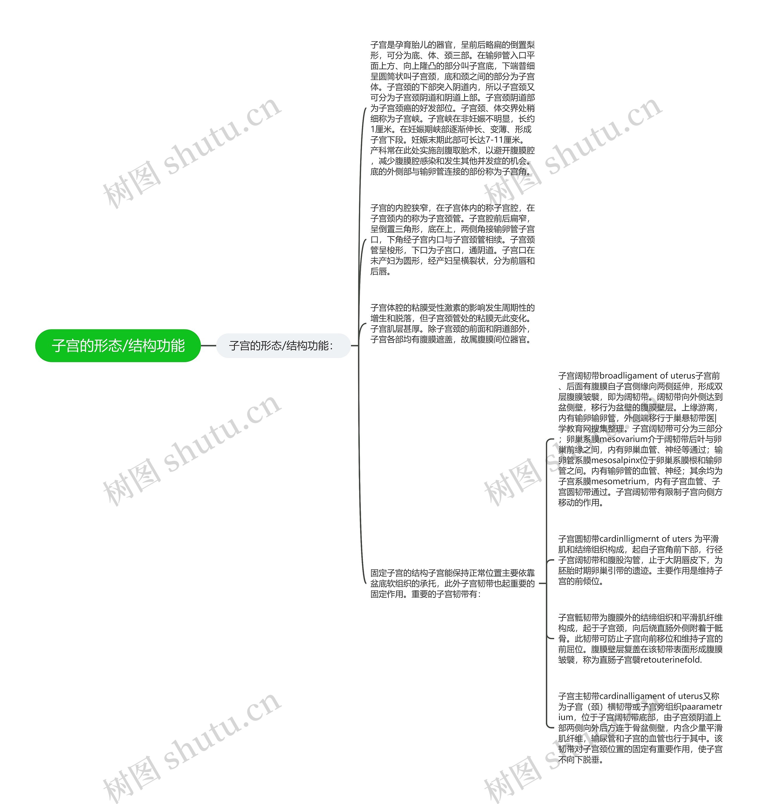 子宫的形态/结构功能思维导图