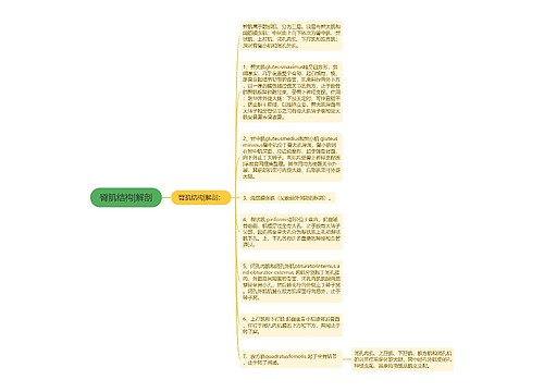 臀肌结构|解剖