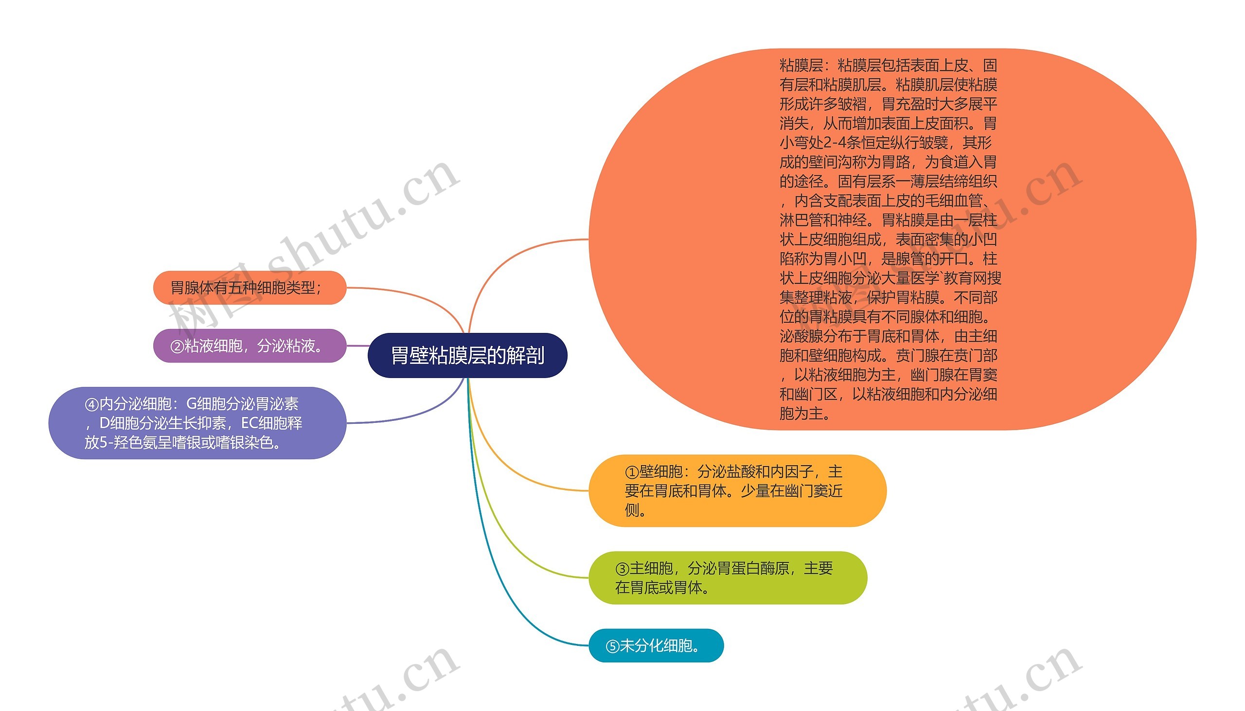 胃壁粘膜层的解剖思维导图