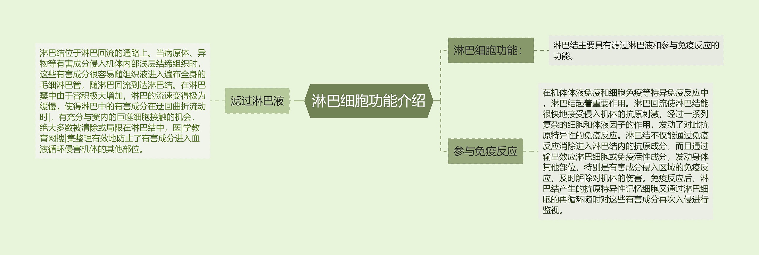 淋巴细胞功能介绍