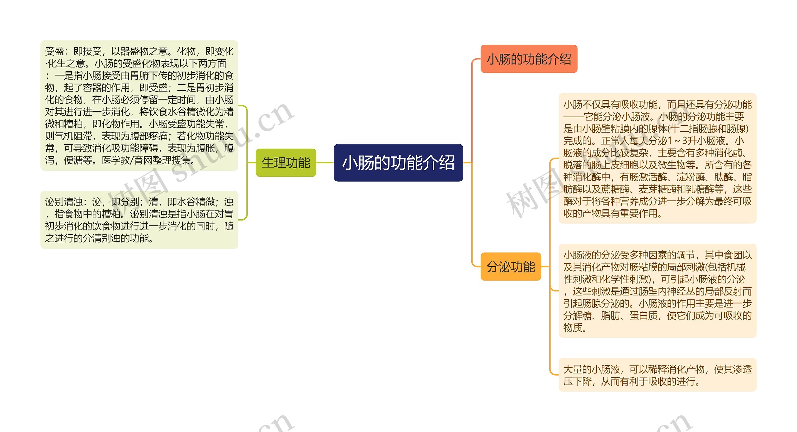 小肠的功能介绍思维导图