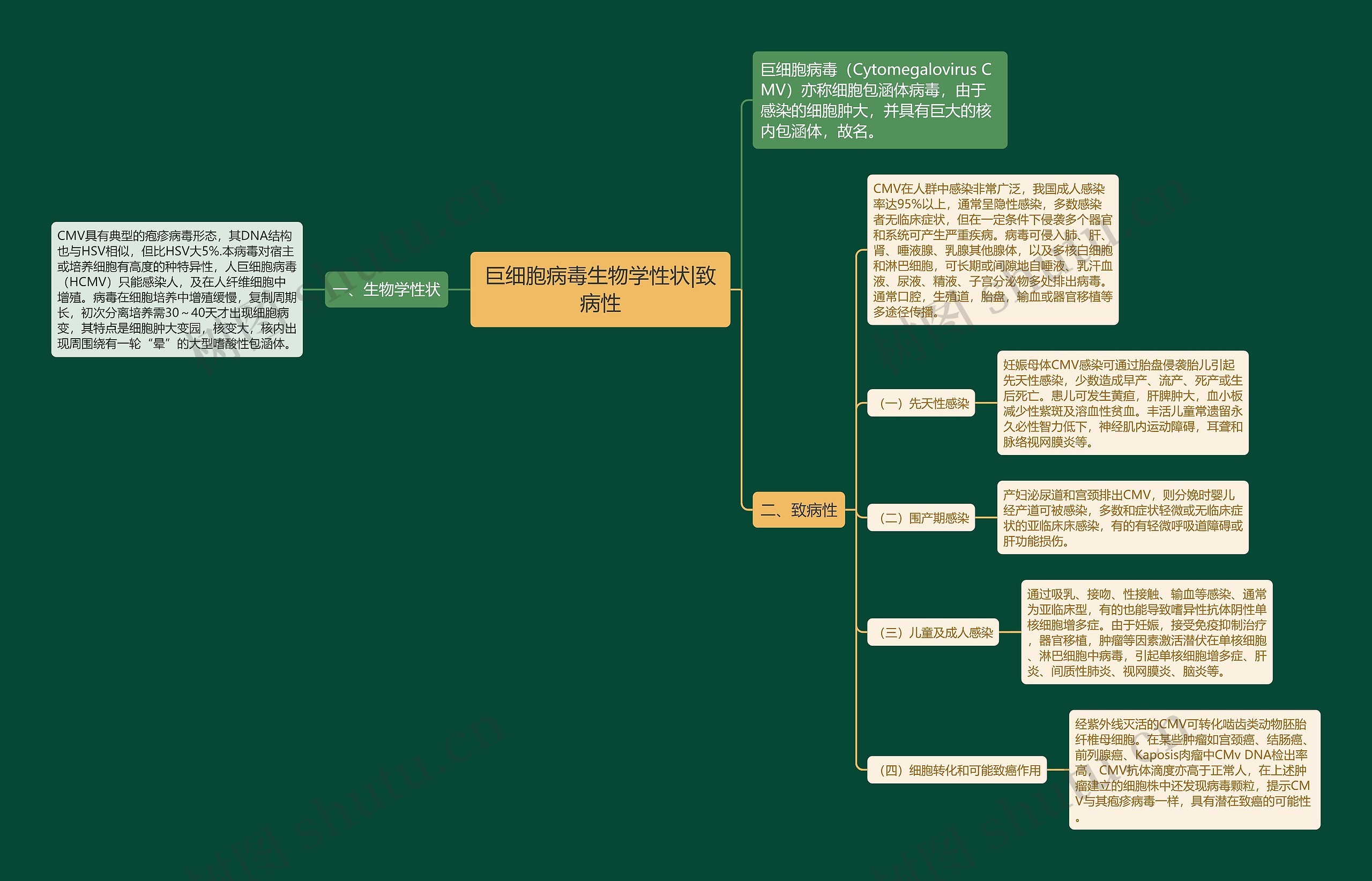 巨细胞病毒生物学性状|致病性思维导图