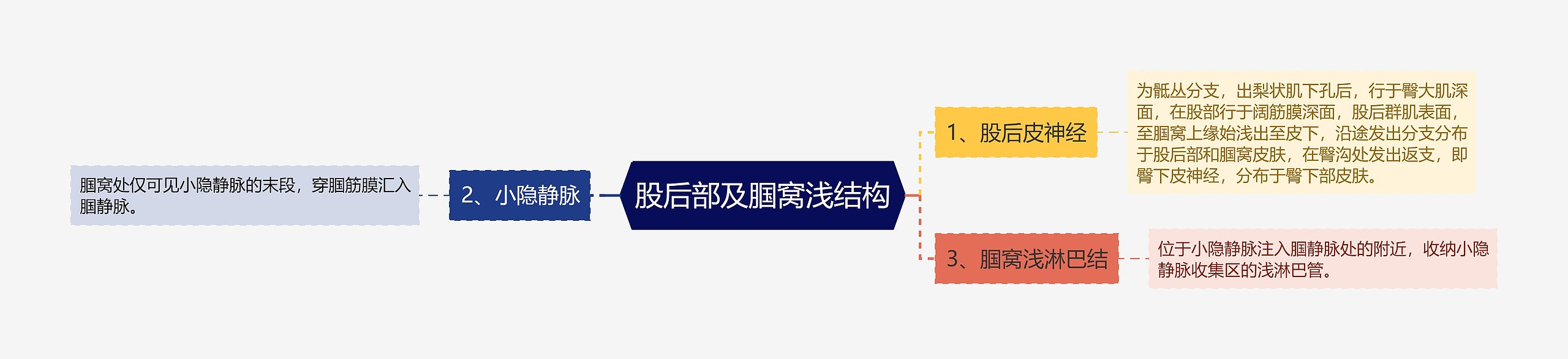 股后部及腘窝浅结构