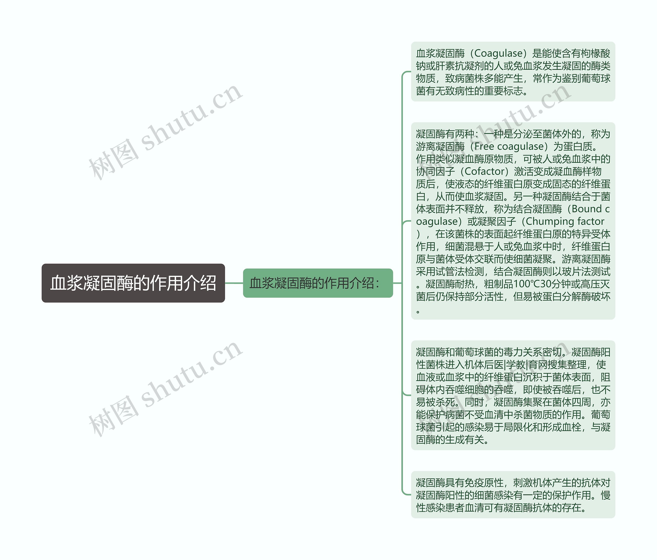 血浆凝固酶的作用介绍