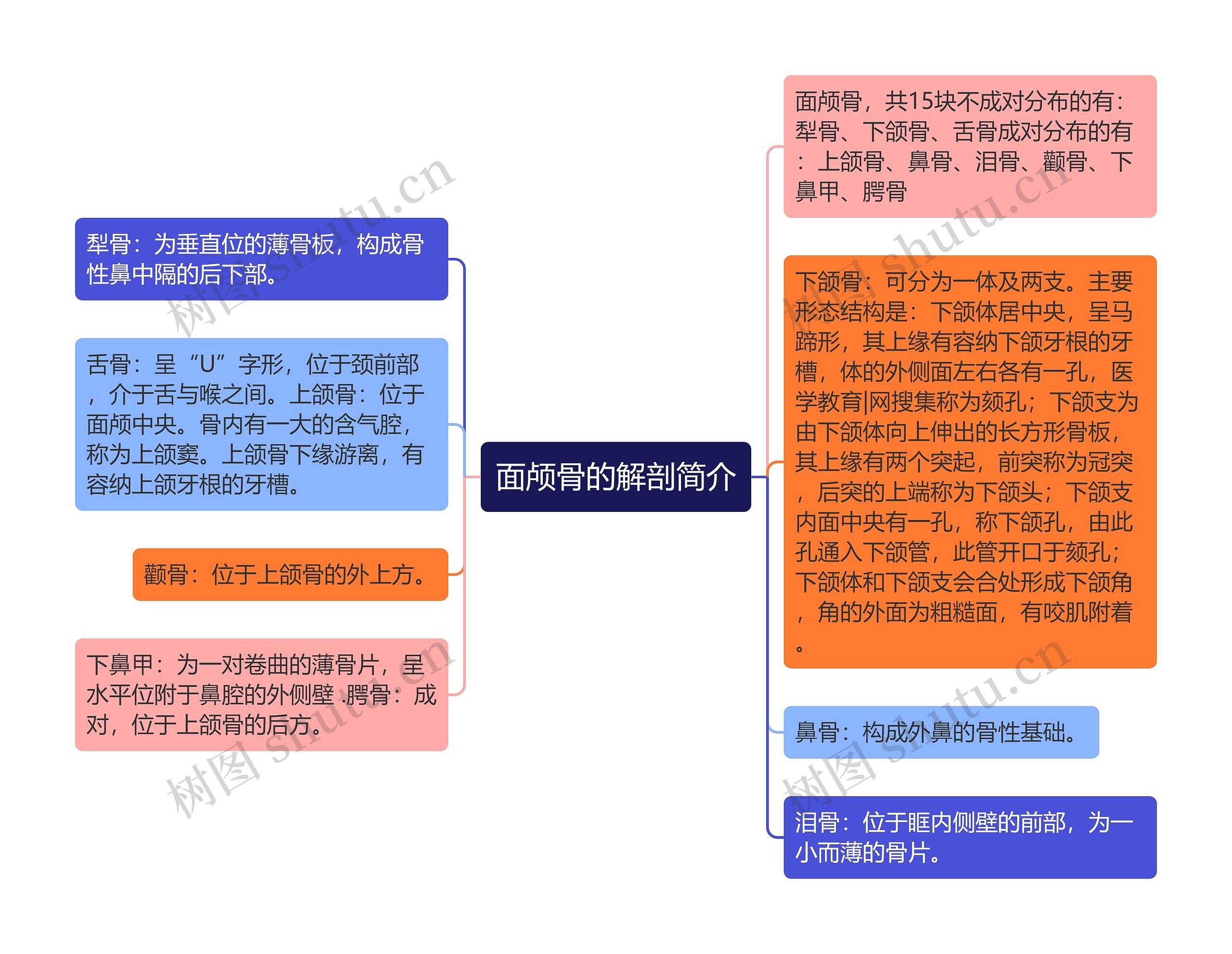 面颅骨的解剖简介