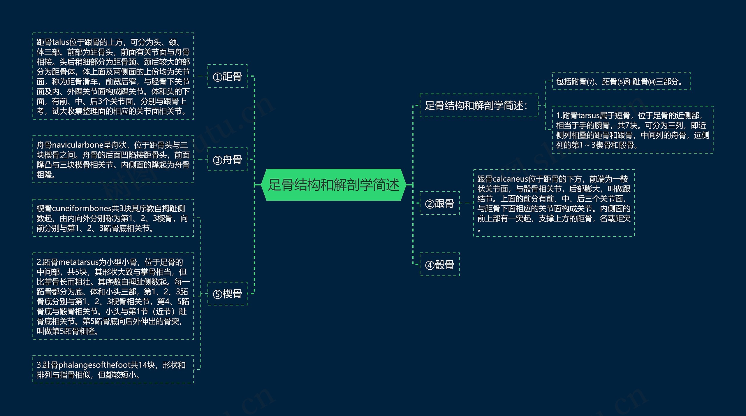 足骨结构和解剖学简述思维导图